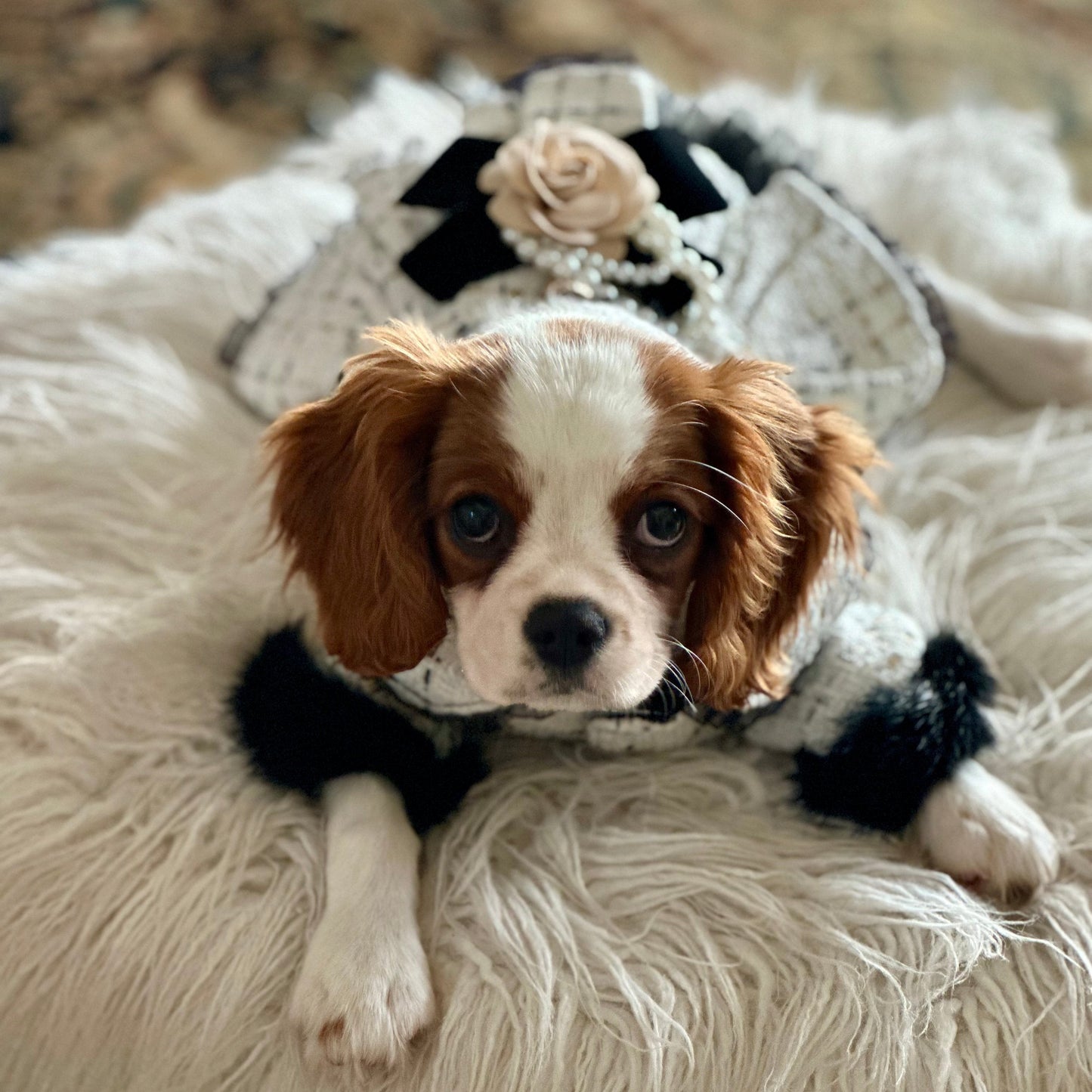 Designer Chanel-Inspired Tweed Dog Dress Coat